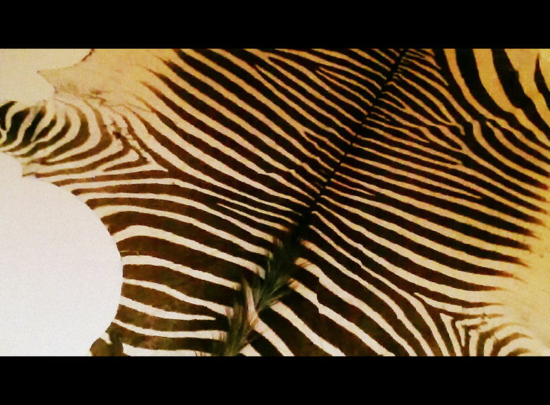 How to Select a Zebra Skin Hide