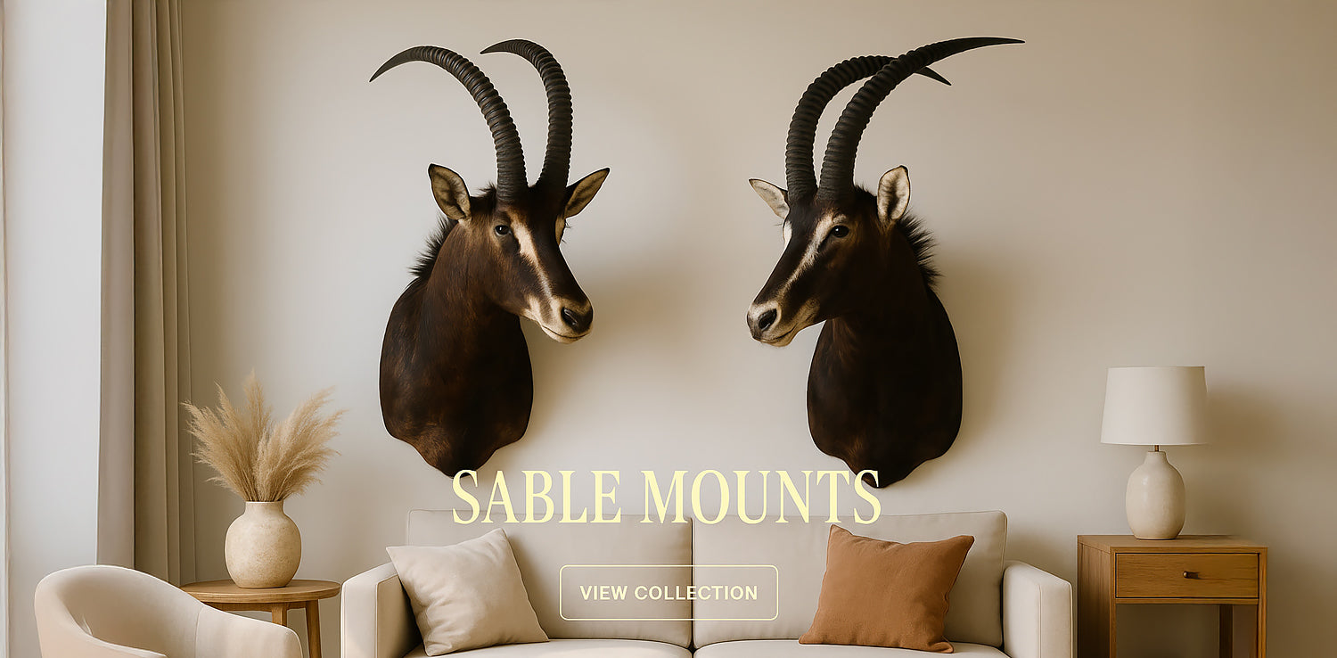 African taxidermy mounts - pedestal and wall mounted