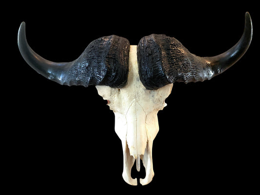 Genuine African Cape Buffalo Skull