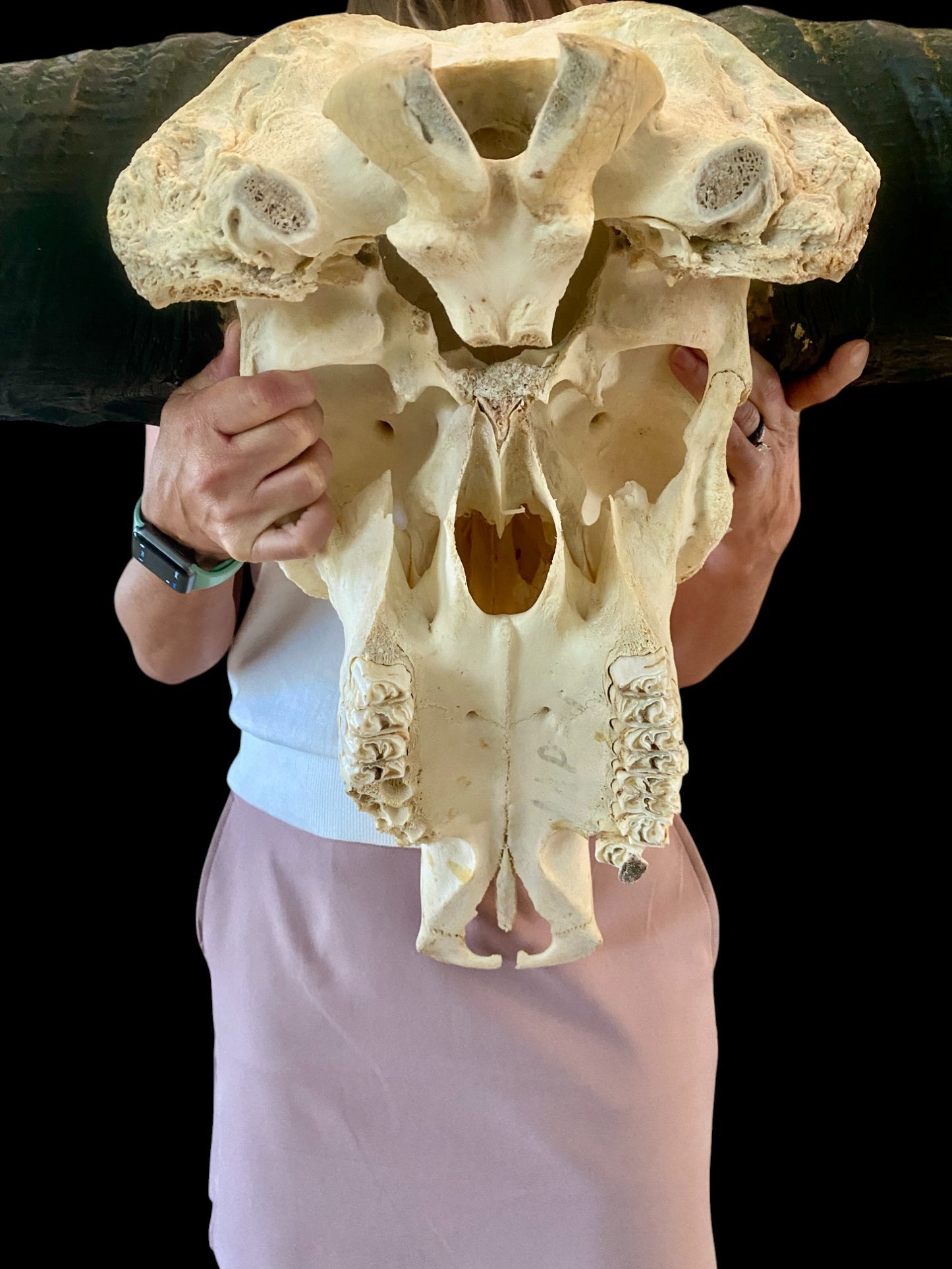 Genuine African Cape Buffalo Skull