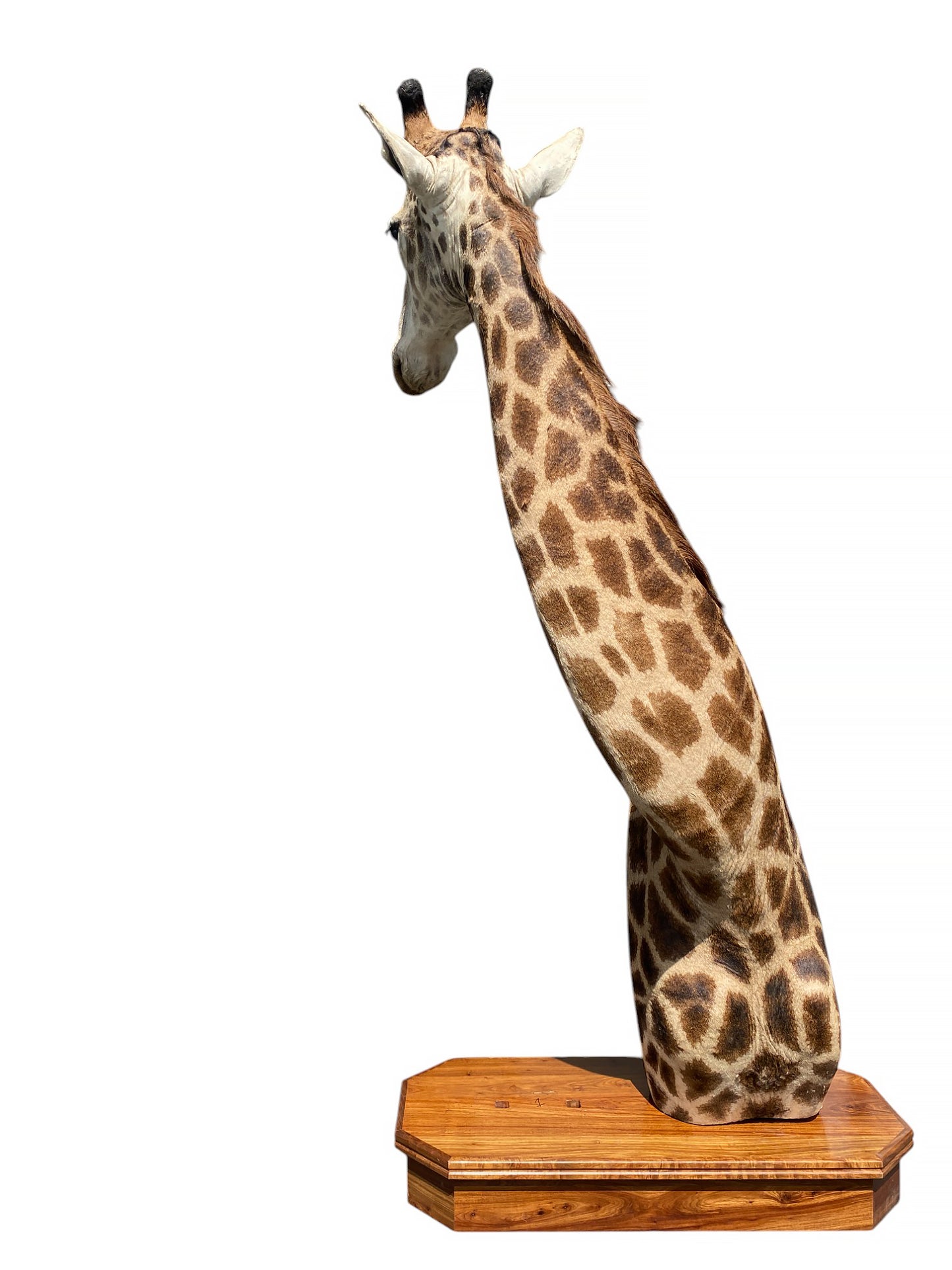african taxidermy giraffe mount