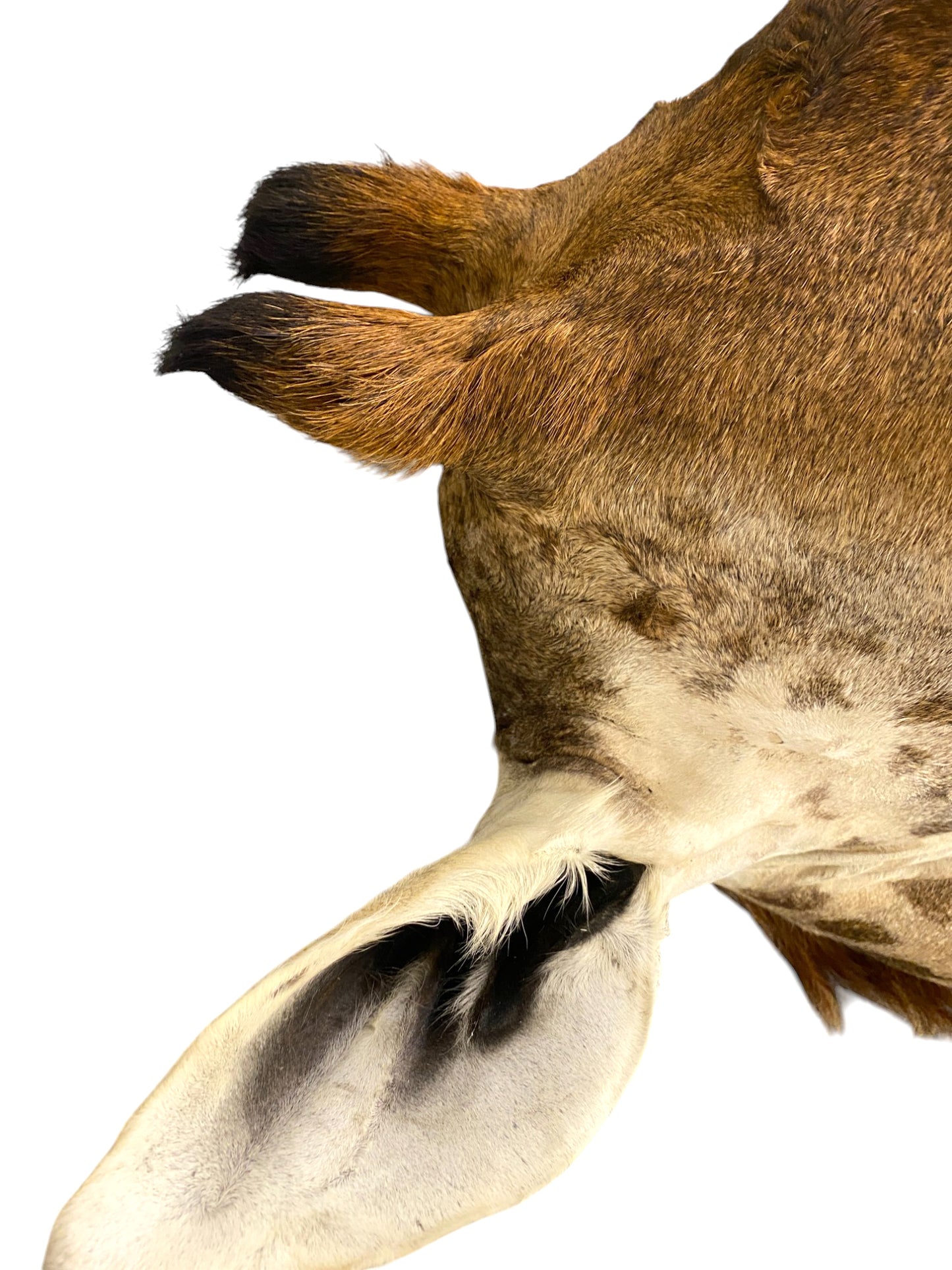 Taxidermy African Giraffe Shoulder Mount