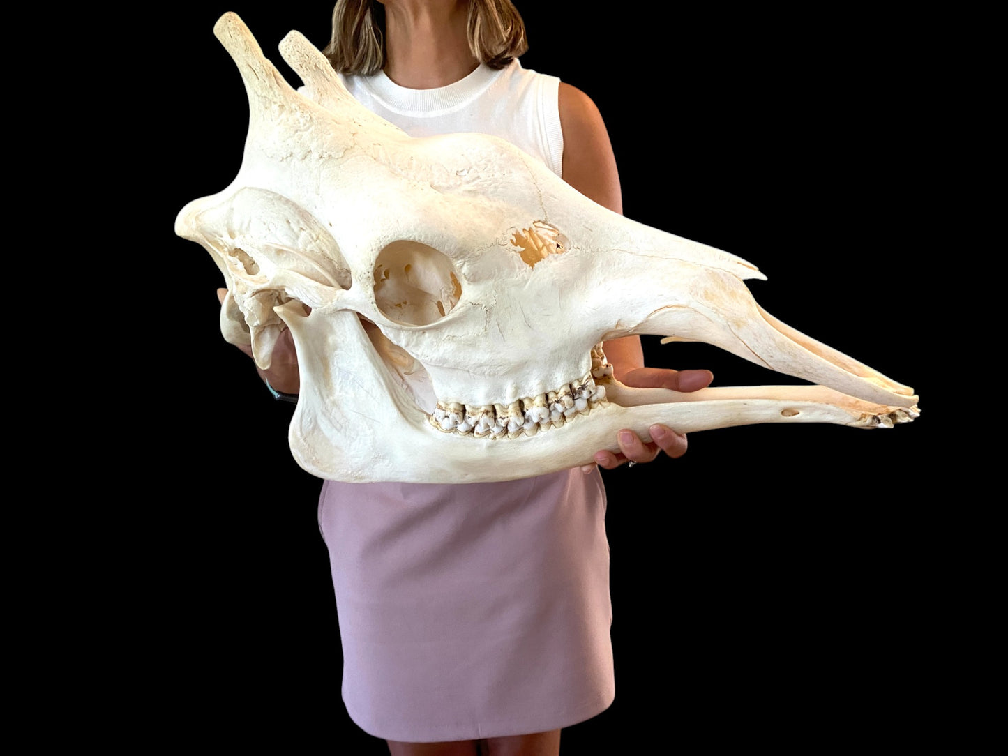 Genuine African Giraffe Skull