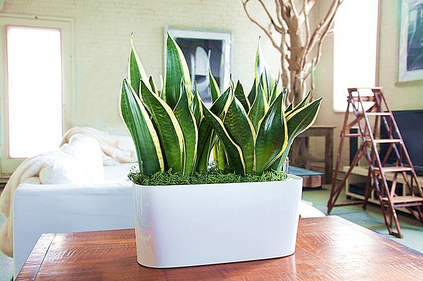 Incorporating Low-Maintenance Indoor Plants to Your Interior