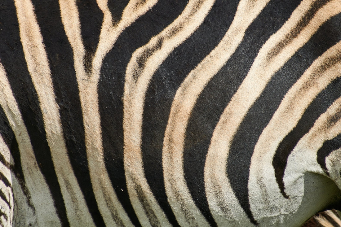 black and white zebra textile