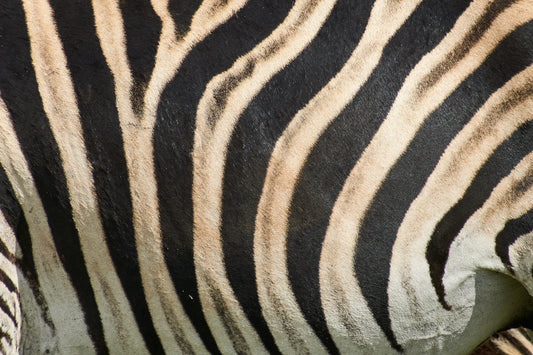 black and white zebra textile