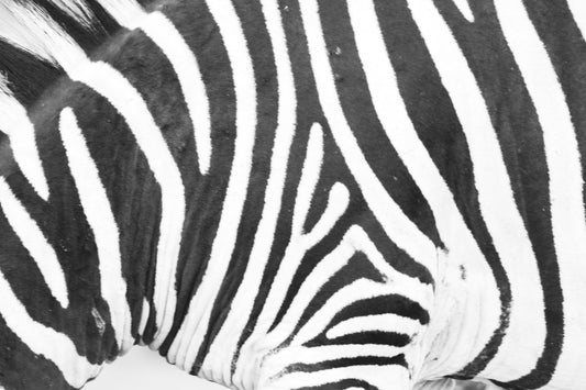 black and white zebra print textile