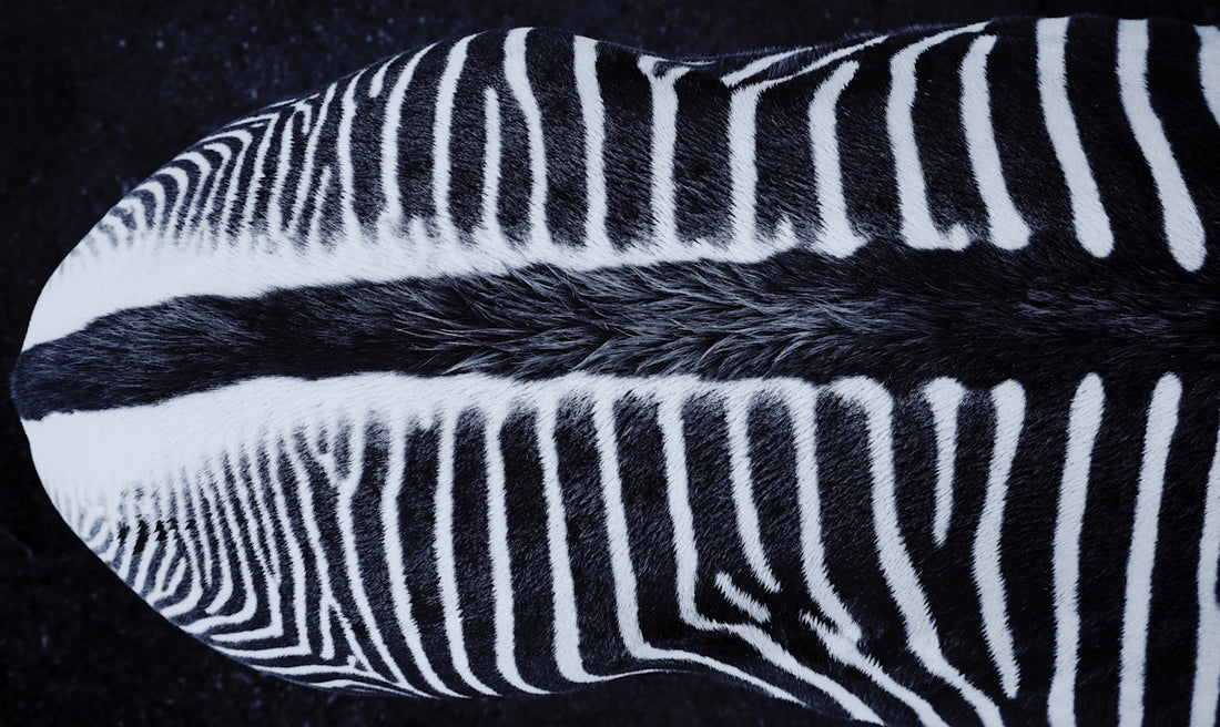 black and white stripe textile