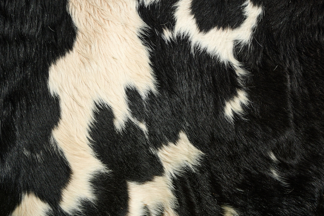 a close up of a cow