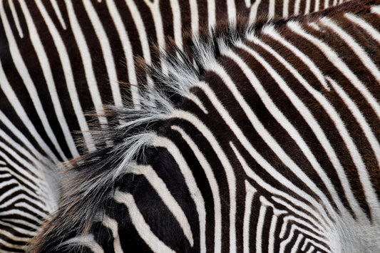 a group of zebras standing next to each other
