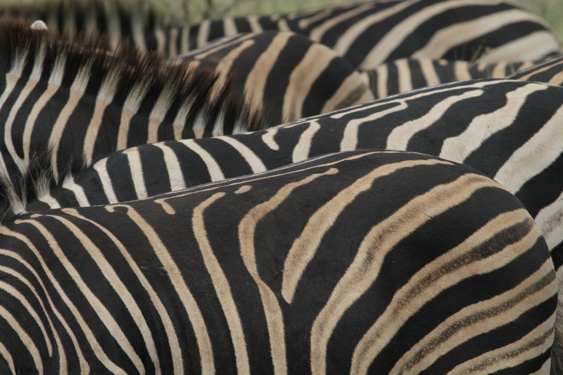 a herd of zebra standing next to each other