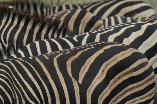 a herd of zebra standing next to each other