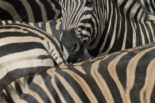 a herd of zebra standing next to each other