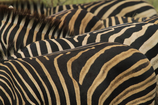 a herd of zebra standing next to each other
