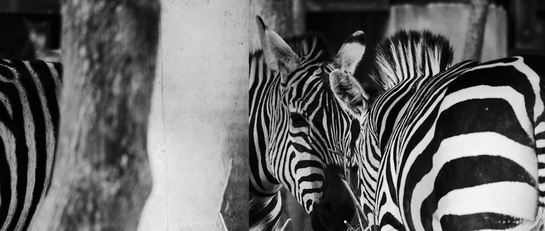 a couple of zebra standing next to each other
