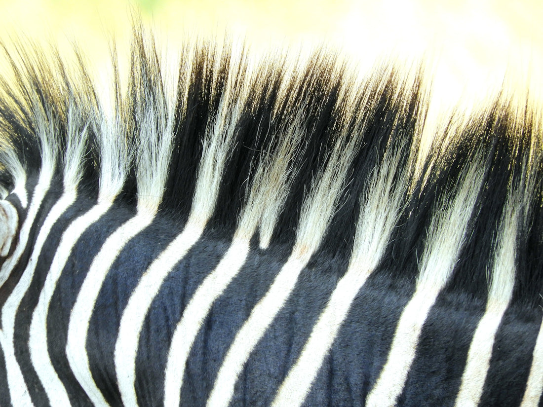 a close up of a zebra's black and white stripes