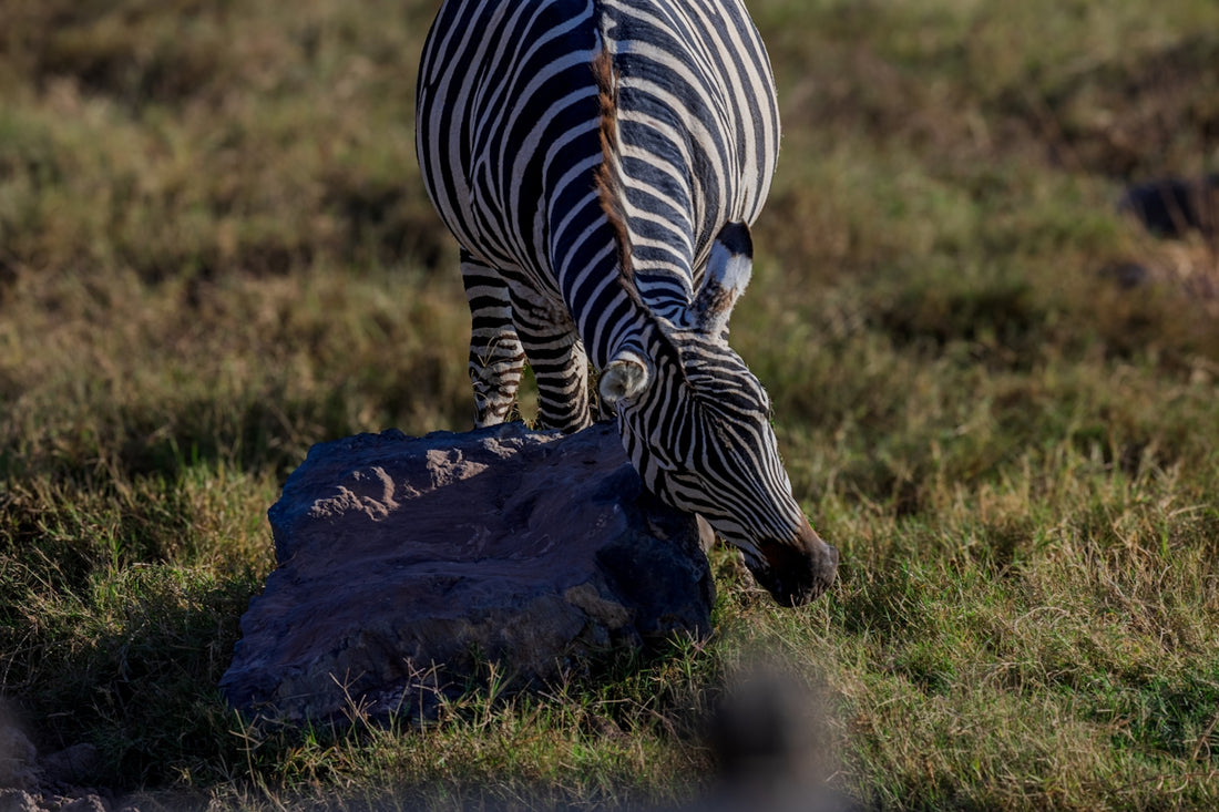 A zebra standing on top of a lush green field