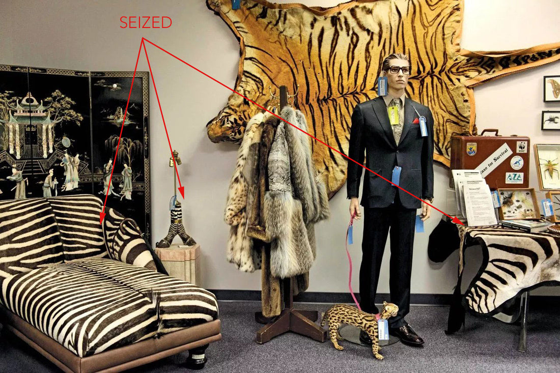 Warning on Importing Zebra Skin Hides Into the United States