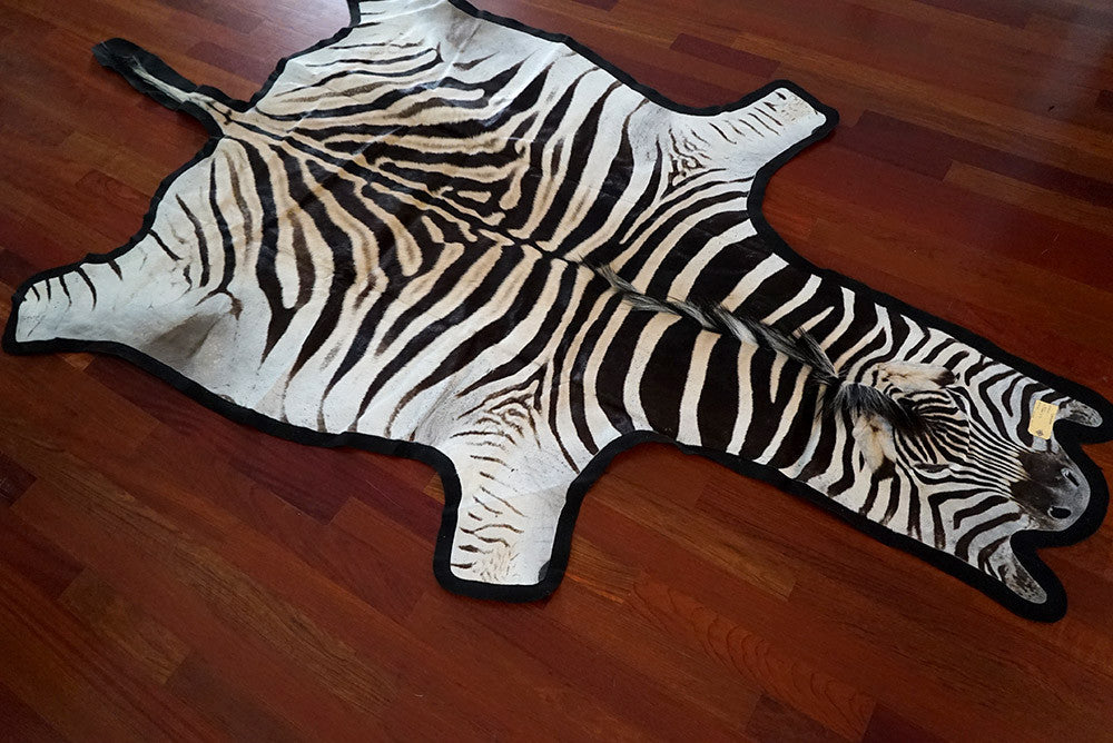 Zebra Skin Rug - Collection of Trophy, Grade A and Grade B Zebra Hide ...