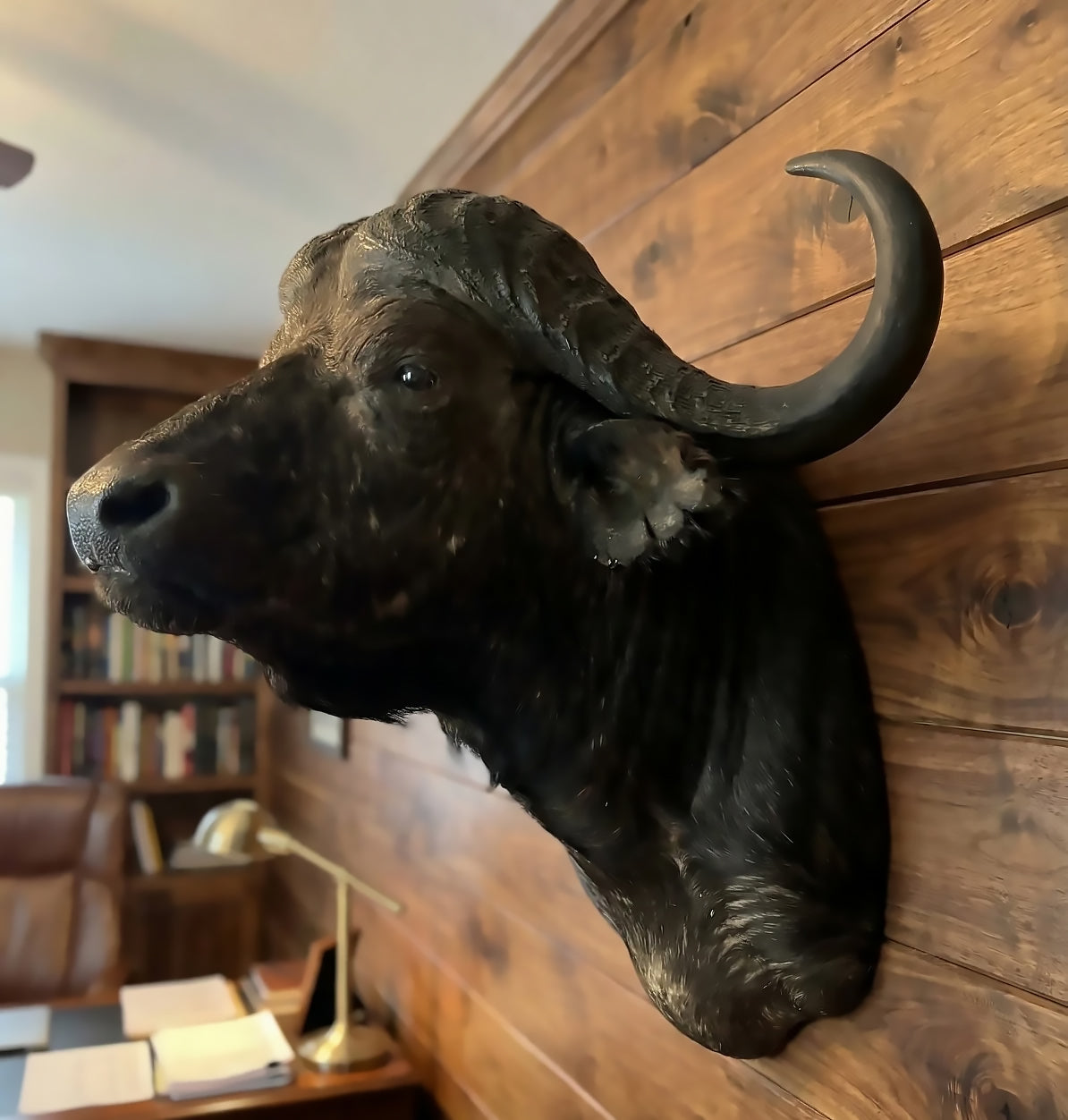 african cape buffalo taxidermy mount