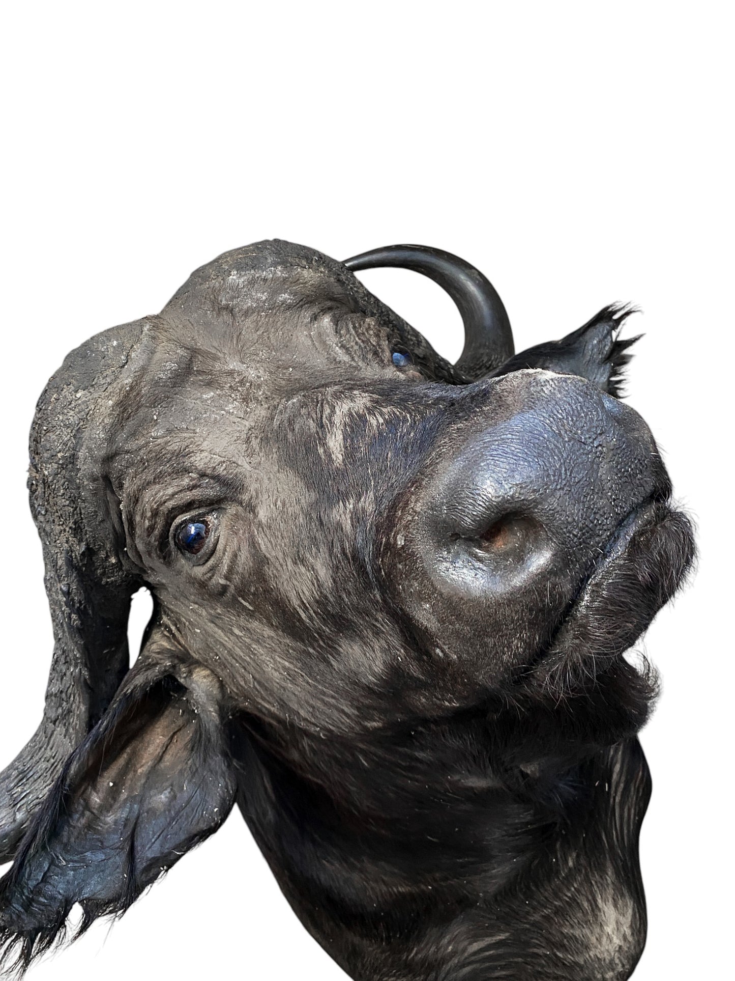 african cape buffalo taxidermy shoulder mount