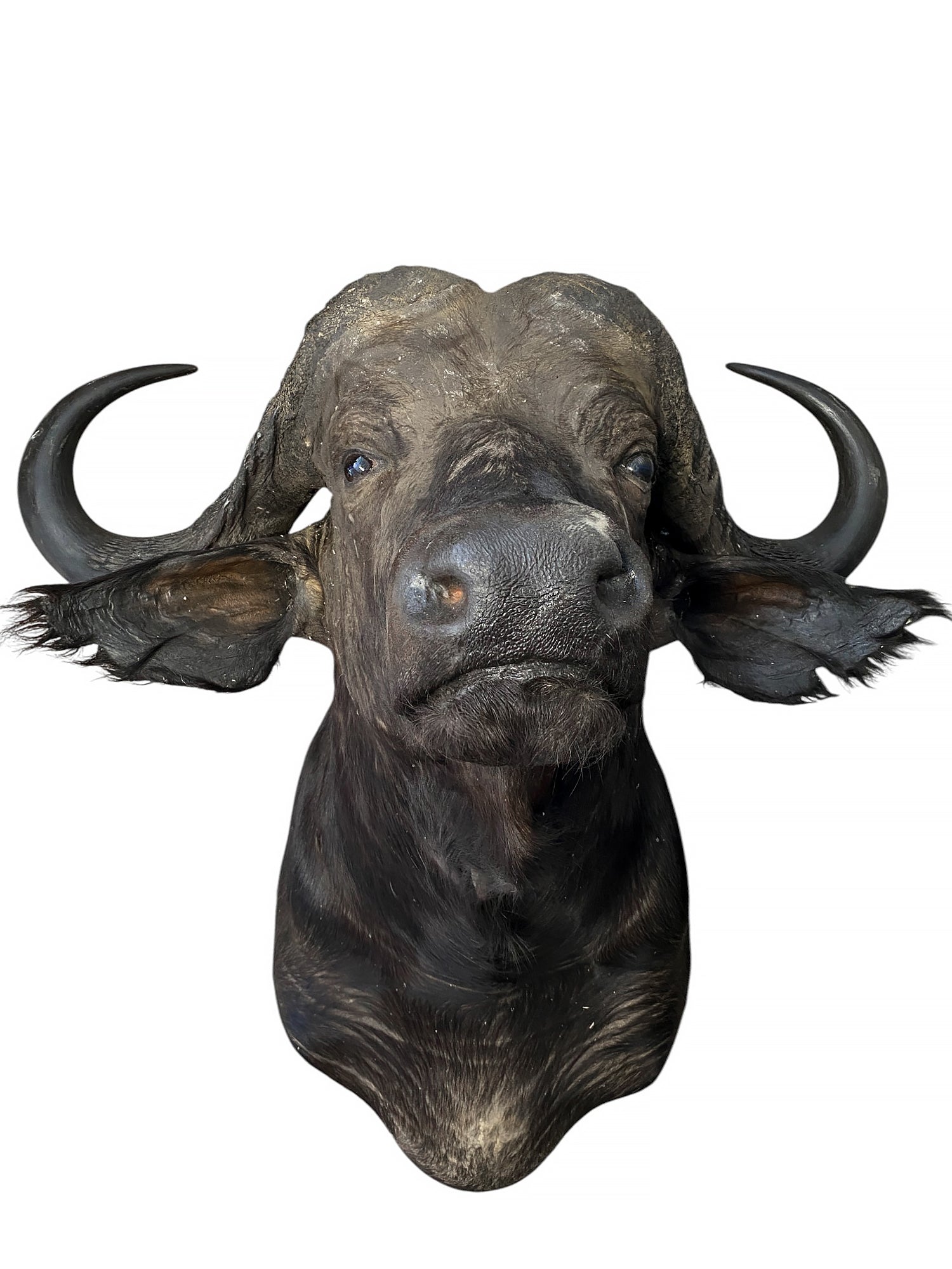 african cape buffalo taxidermy shoulder mount