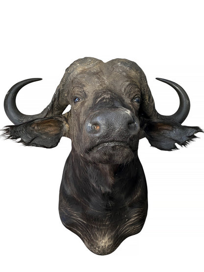 african cape buffalo taxidermy shoulder mount