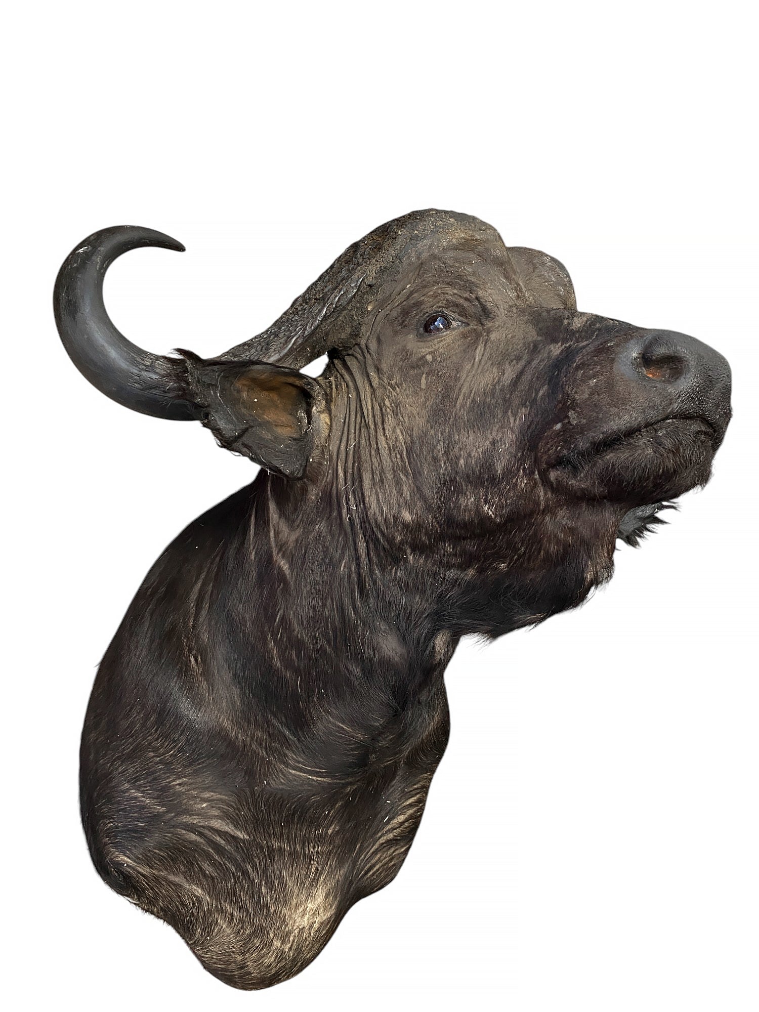african cape buffalo taxidermy shoulder mount