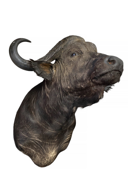 african cape buffalo taxidermy shoulder mount