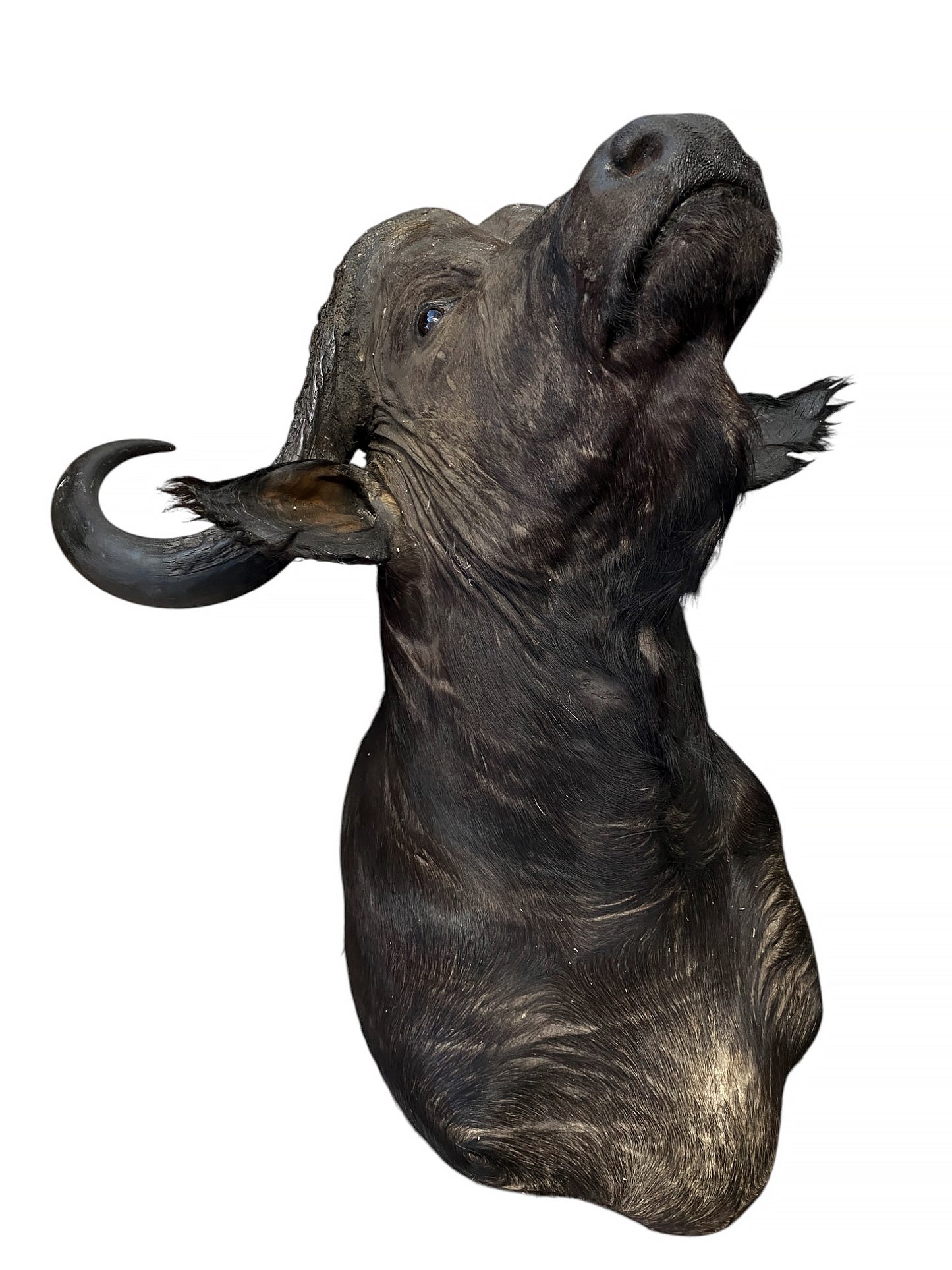 african cape buffalo taxidermy shoulder mount