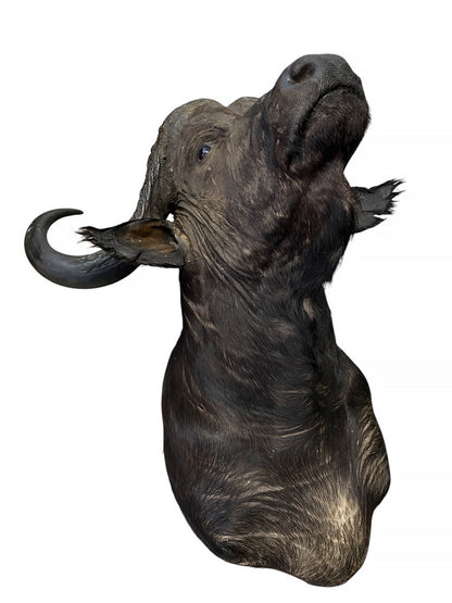 african cape buffalo taxidermy shoulder mount