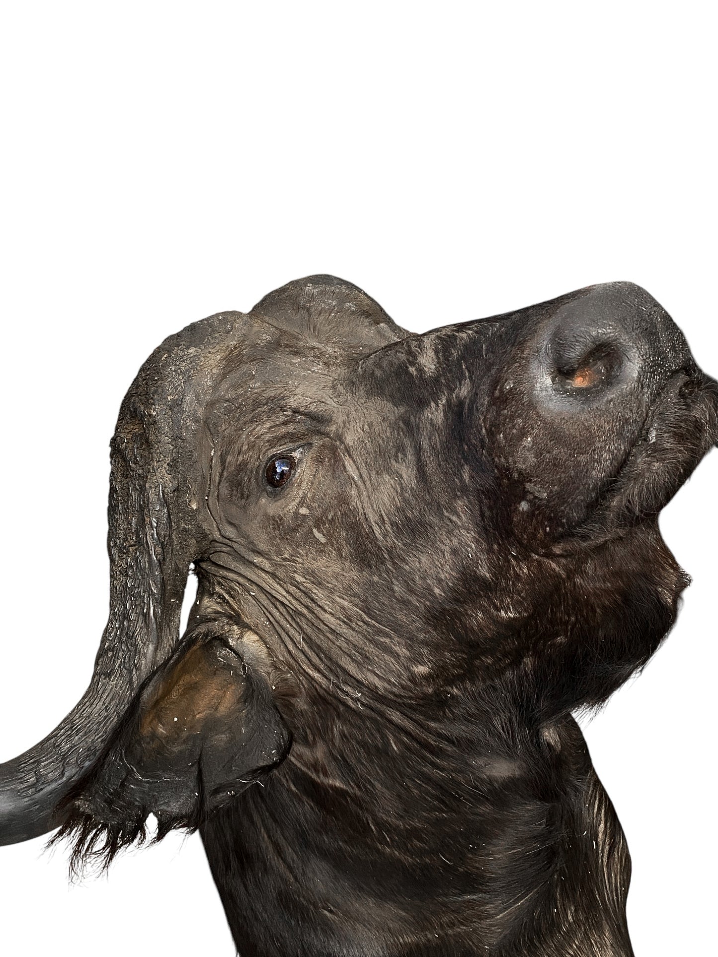 african cape buffalo taxidermy shoulder mount