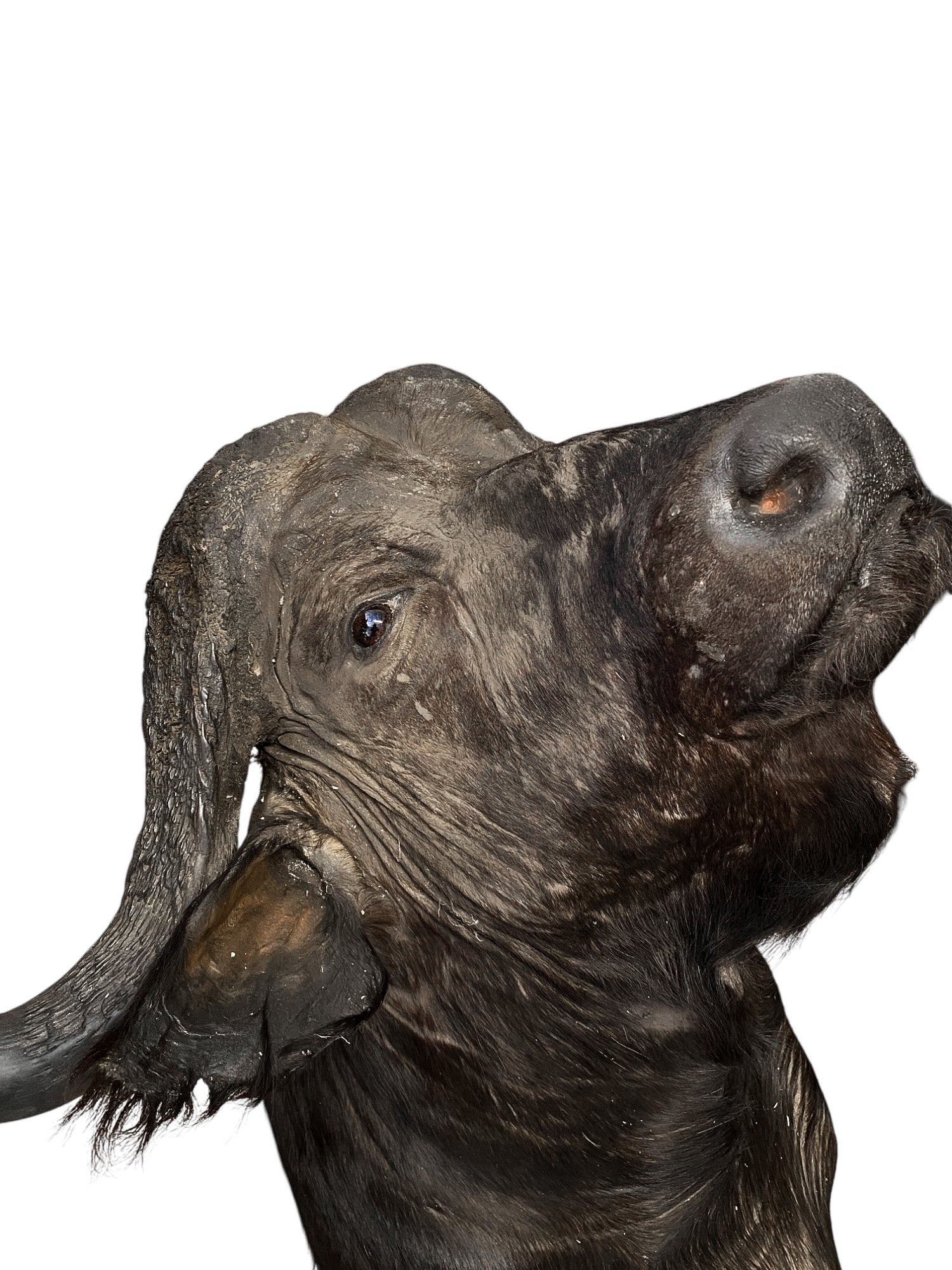african cape buffalo taxidermy shoulder mount