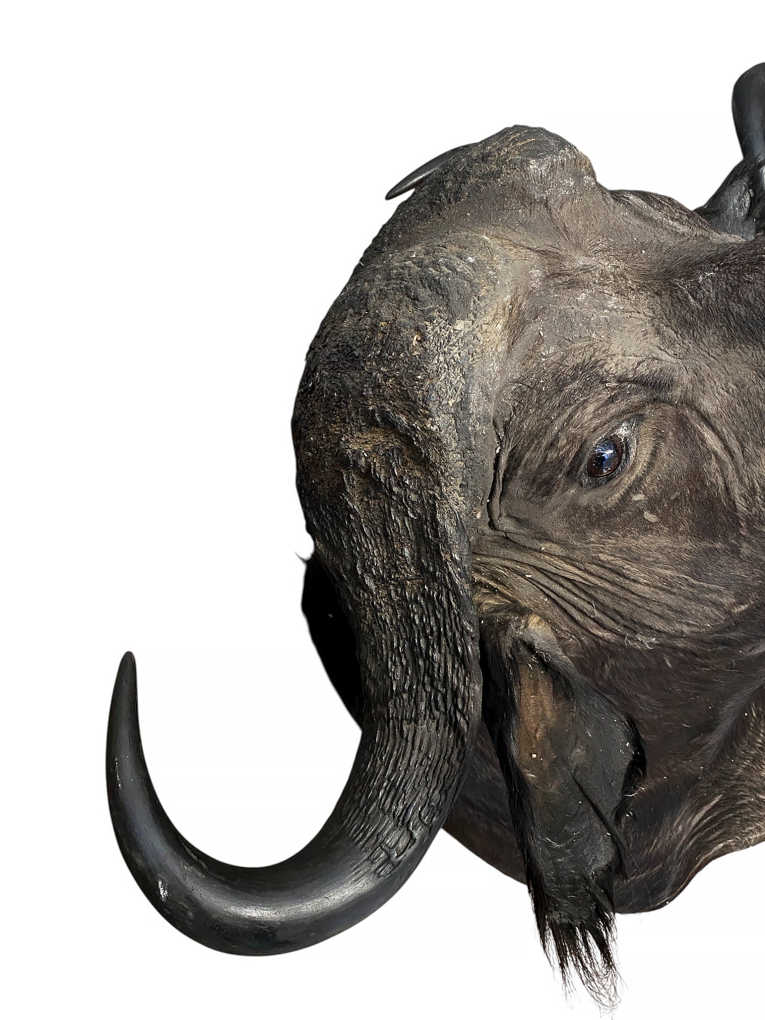 african cape buffalo taxidermy shoulder mount