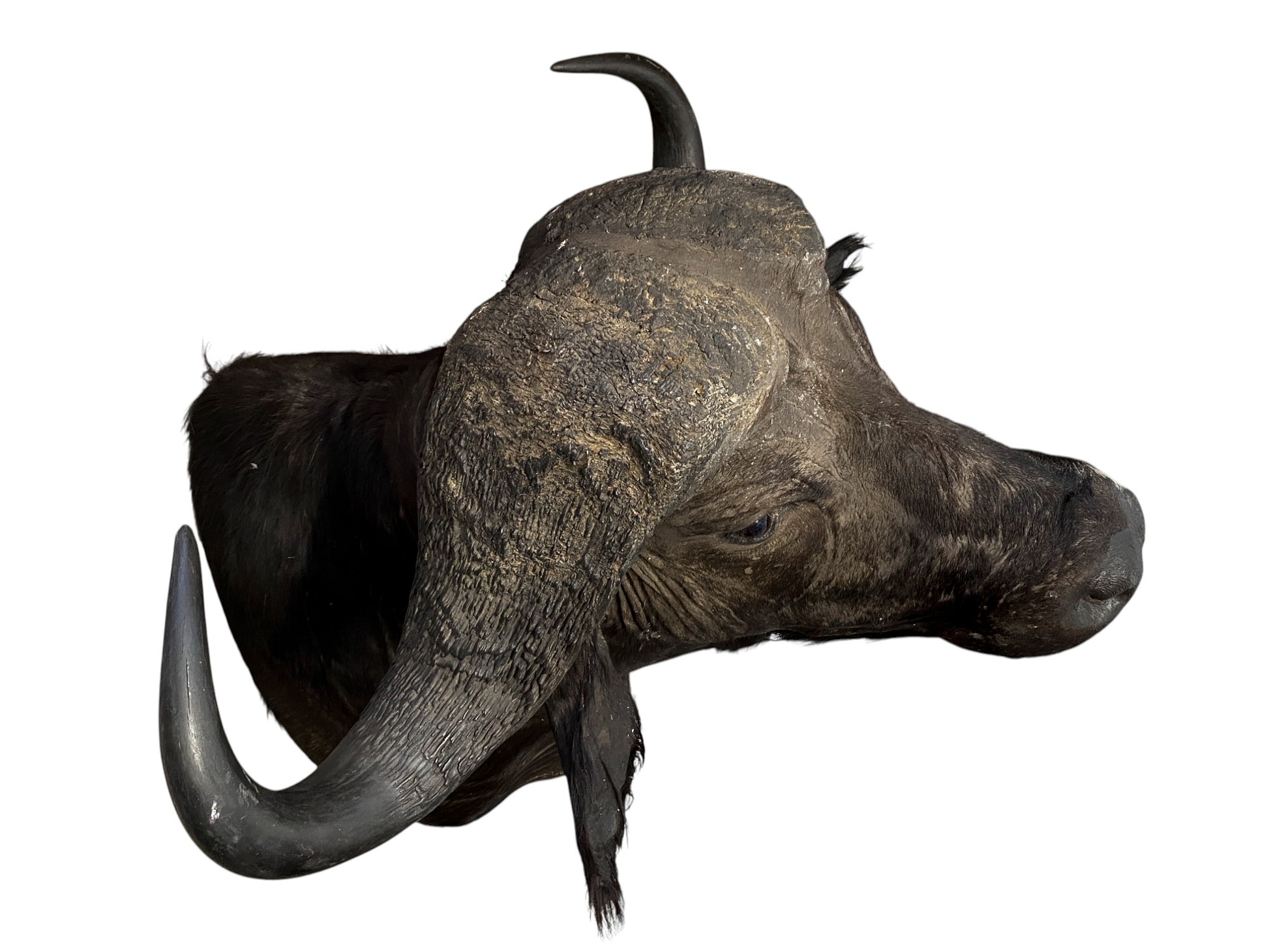 african cape buffalo taxidermy shoulder mount