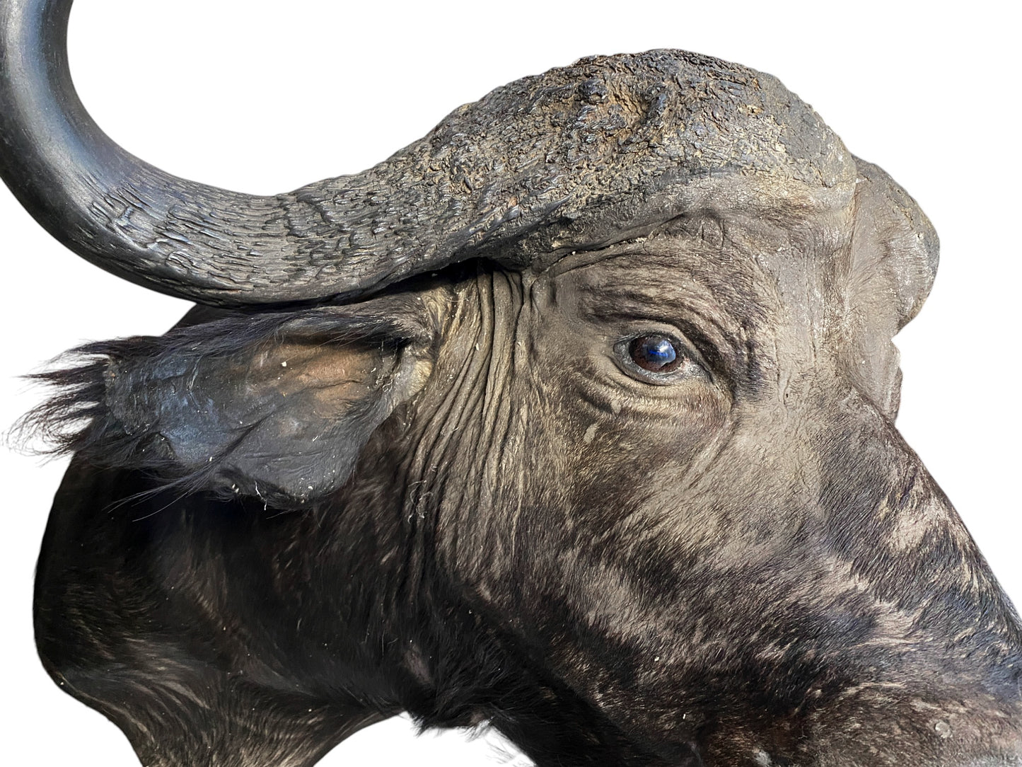 african cape buffalo taxidermy shoulder mount