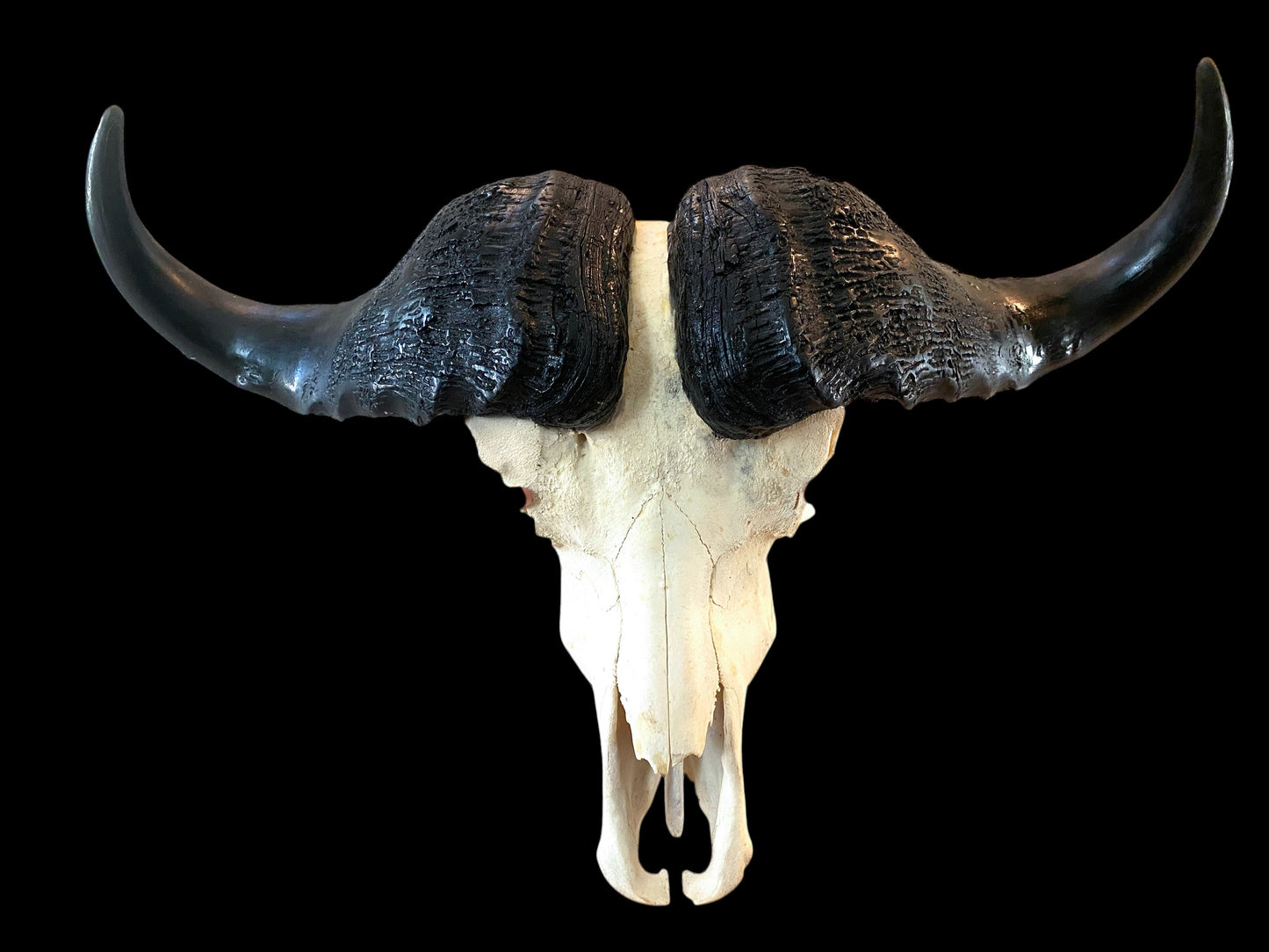 Genuine African Cape Buffalo Skull