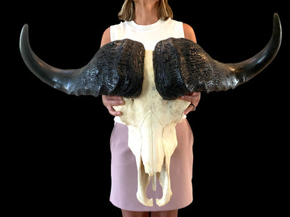 Genuine African Cape Buffalo Skull