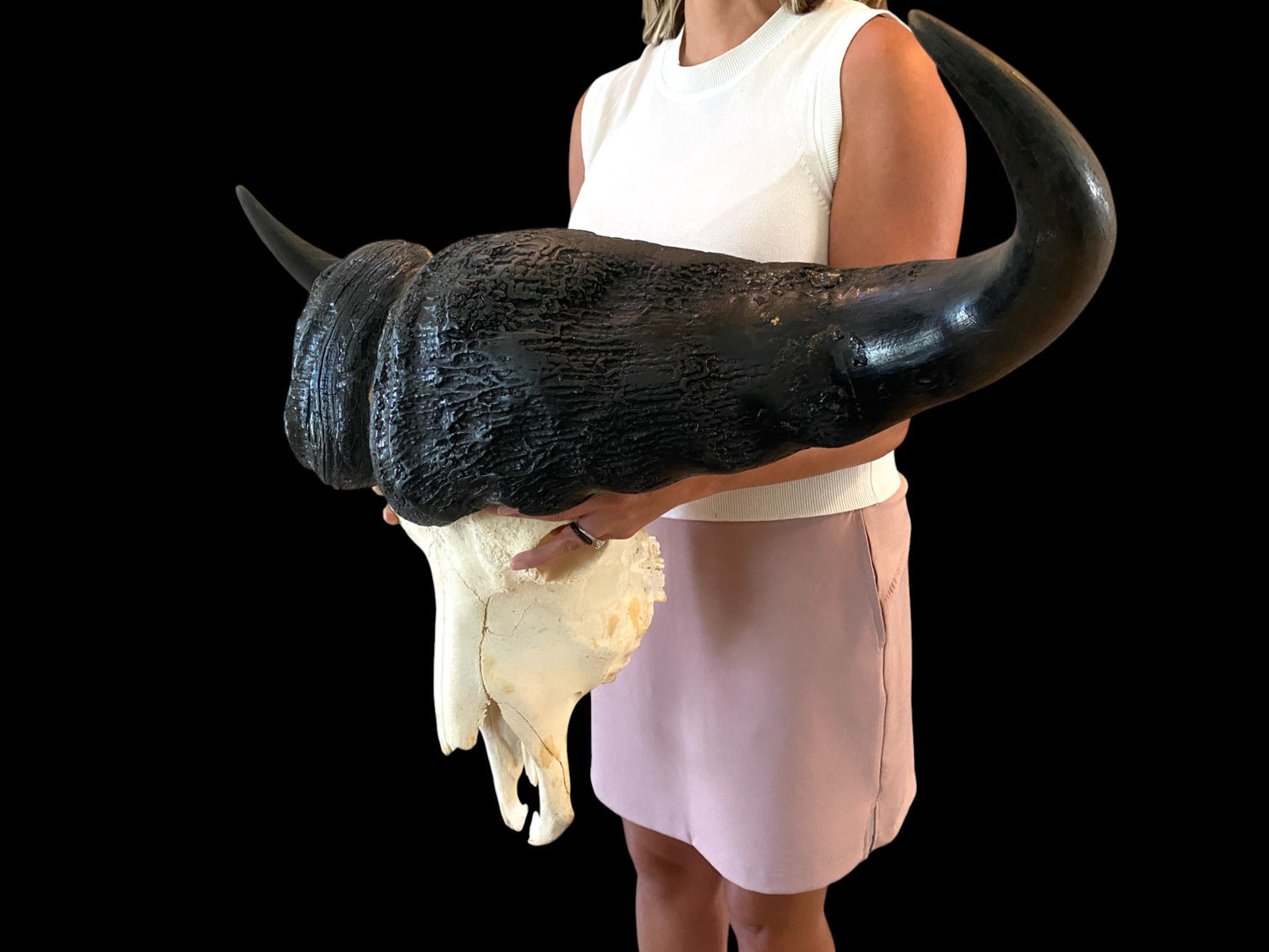 Genuine African Cape Buffalo Skull