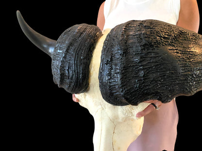 Genuine African Cape Buffalo Skull