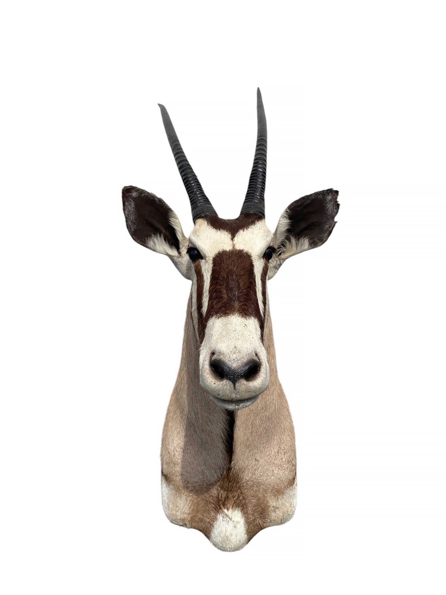 african kudu shoulder mount