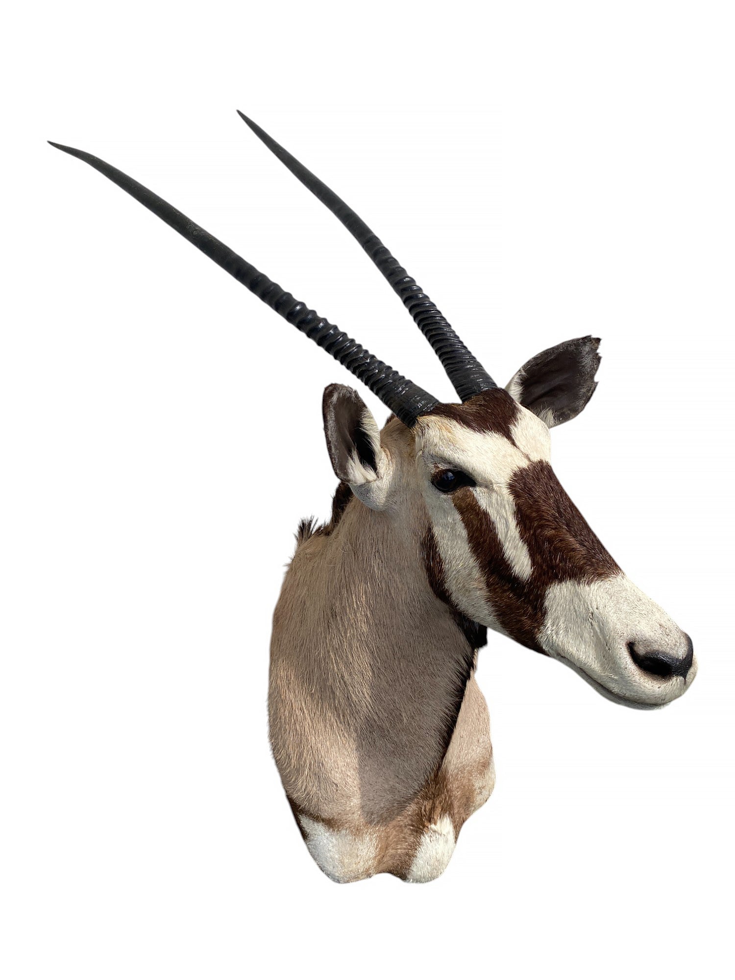 african kudu shoulder mount