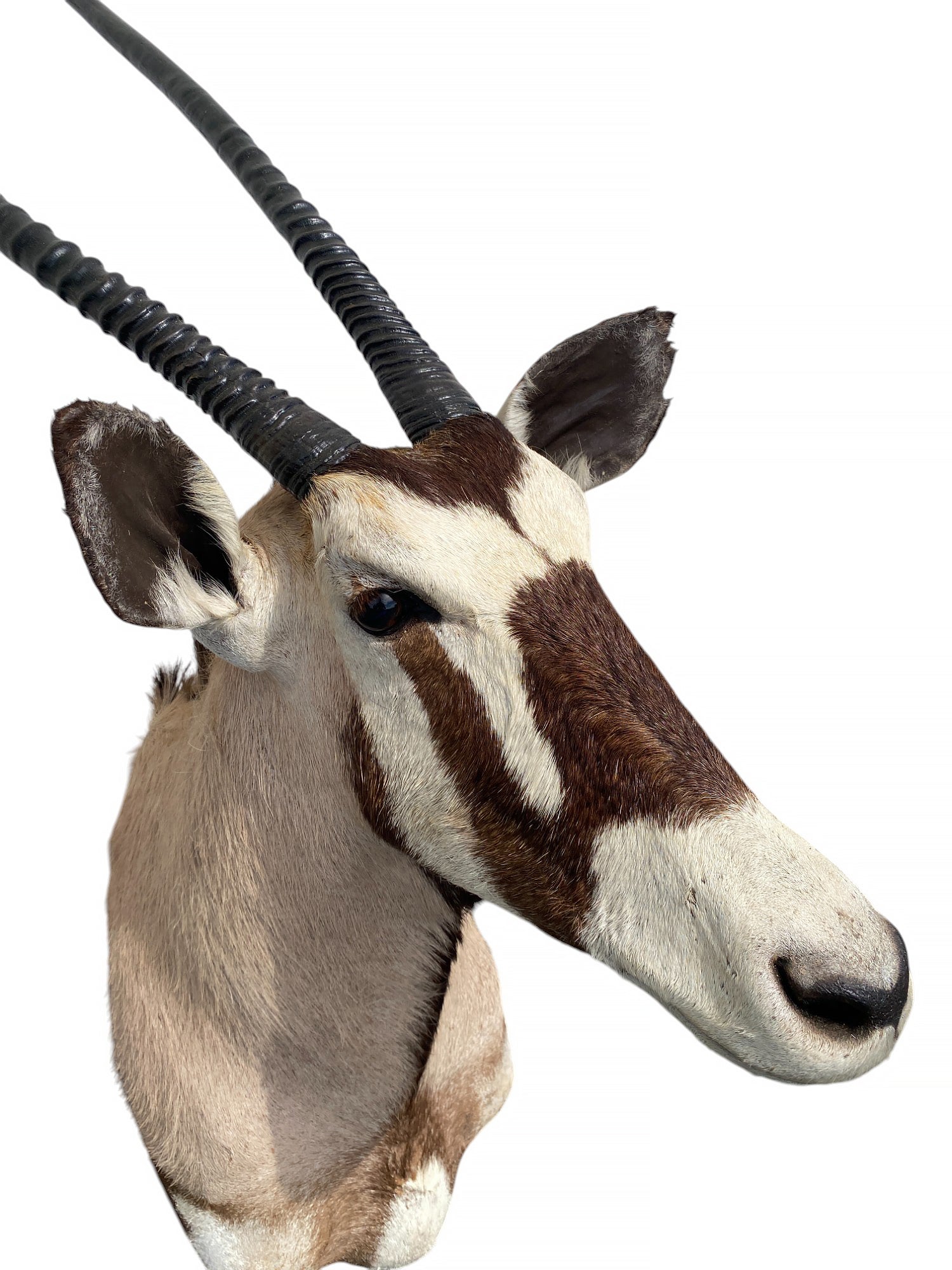 african kudu shoulder mount