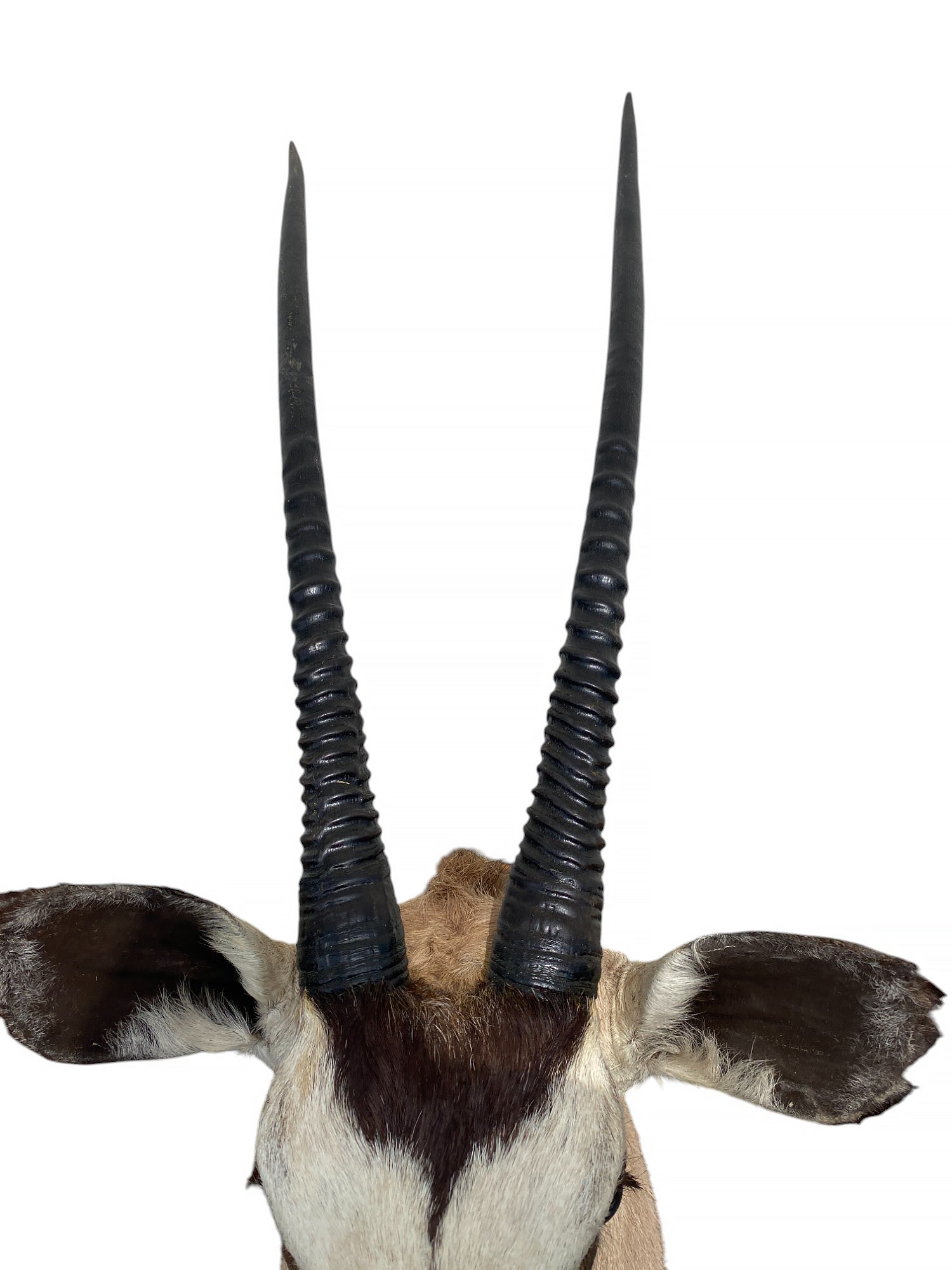 african kudu shoulder mount