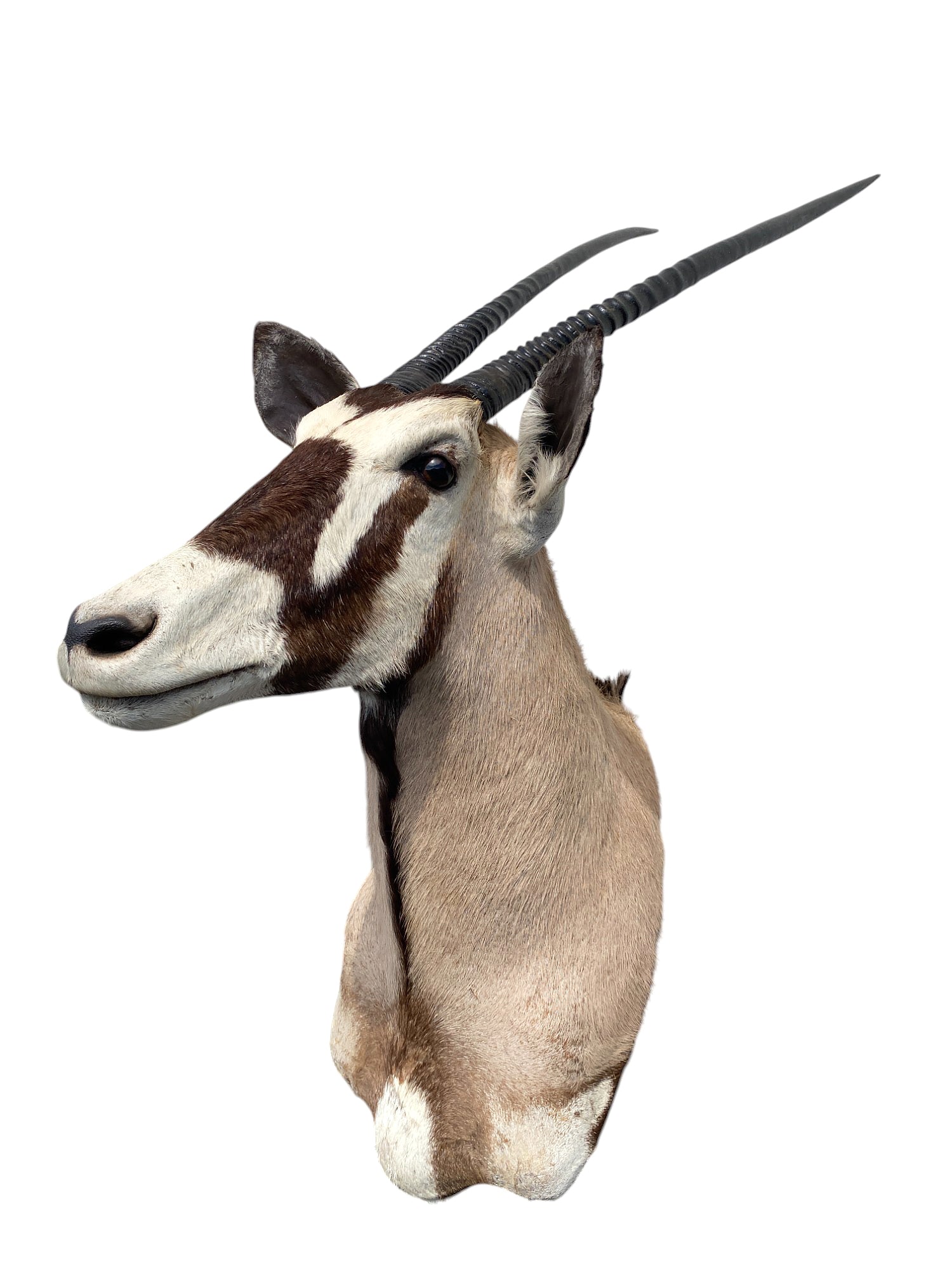 african kudu shoulder mount
