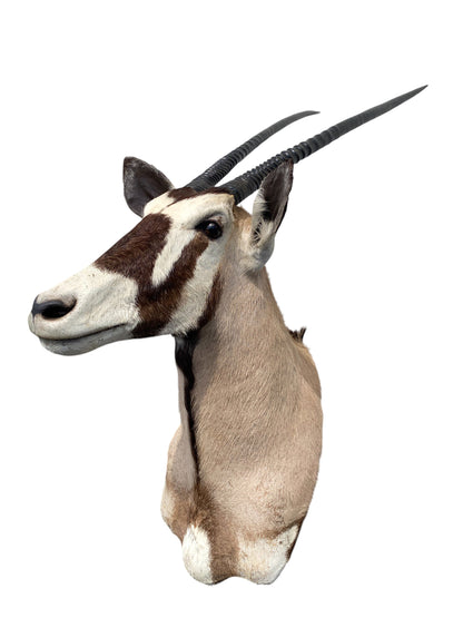 african kudu shoulder mount