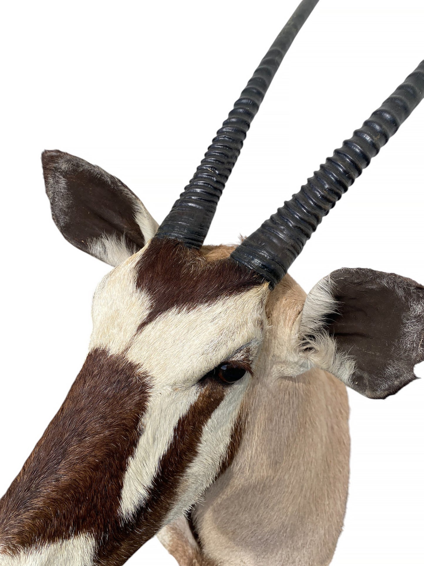 african kudu shoulder mount