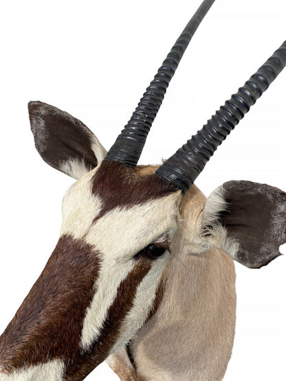 african kudu shoulder mount