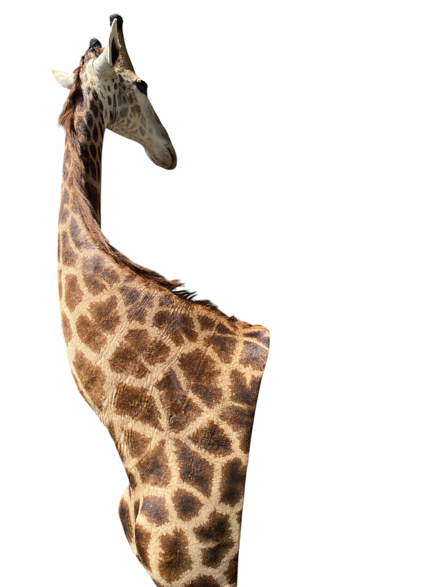 african taxidermy giraffe mount