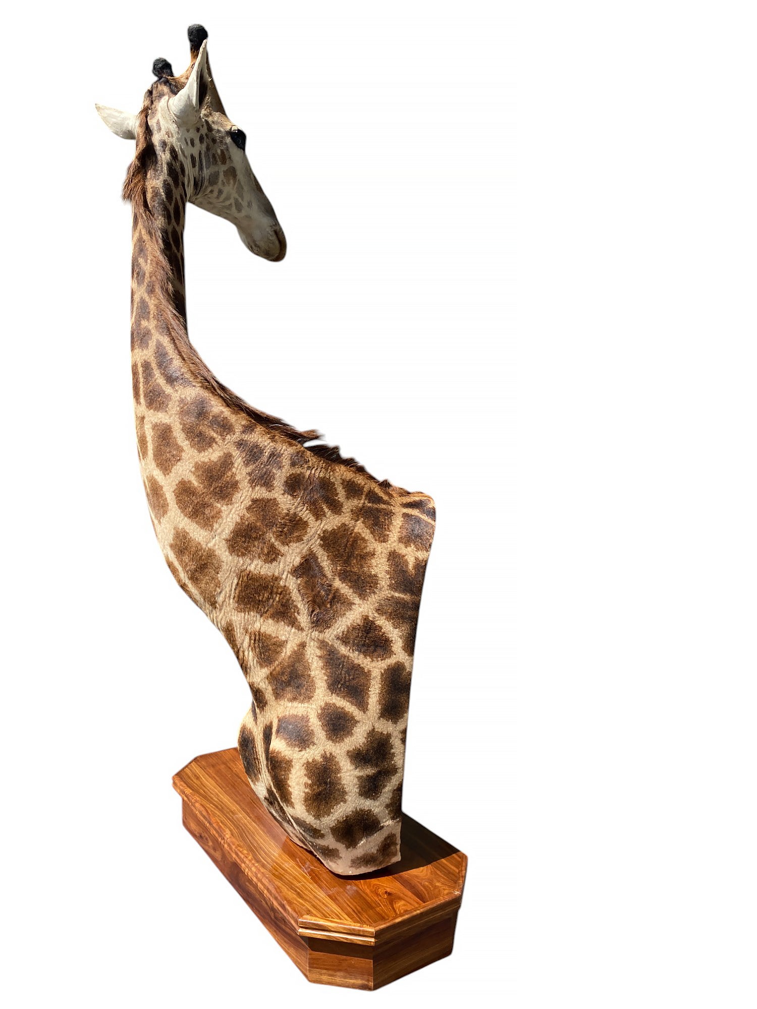 african taxidermy giraffe mount
